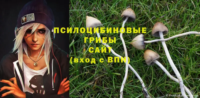 мориарти какой сайт  Нариманов  Псилоцибиновые грибы Cubensis 